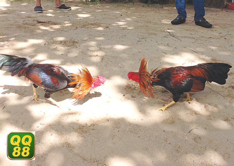 Đá gà Campuchia - Sức hấp dẫn đến từ nhịp độ thi đấu dồn dập