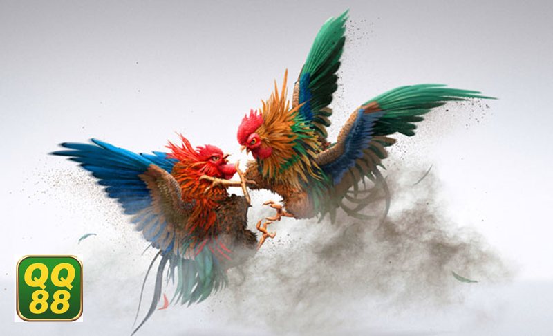 Đá gà đòn - Thể lực bền bỉ là nền tảng quan trọng