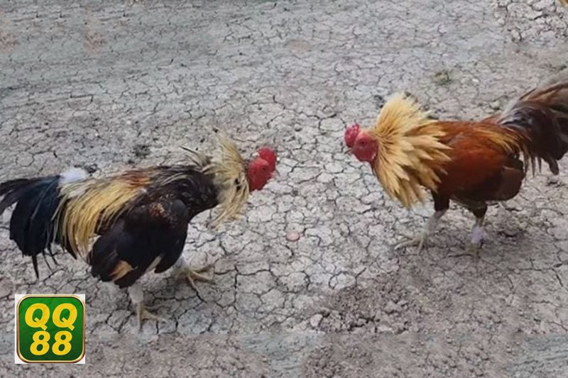 Đá gà Campuchia - Bảng tỷ lệ hiển thị rõ, người mới cũng dễ theo dõi