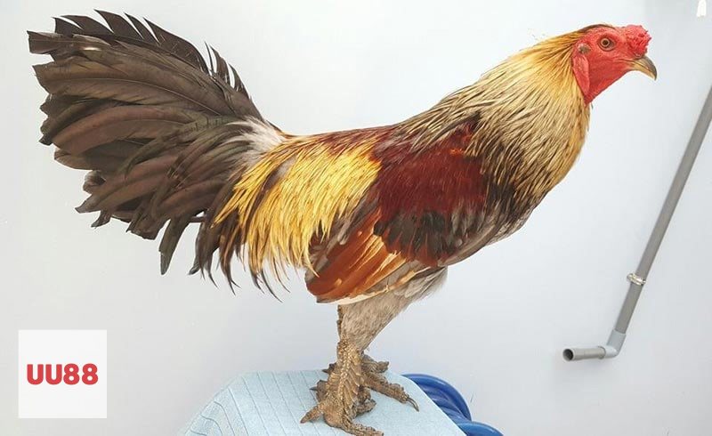Luật Đá Gà - Điều kiện chọn gà trước khi vào sới Luật Đá Gà - Điều kiện chọn gà trước khi vào sới