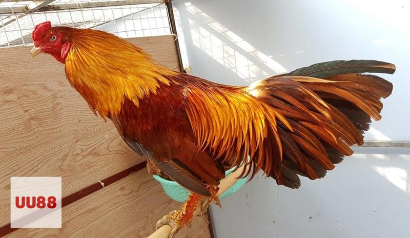 Đá Gà Thomo - Đá gà cựa tròn Đá Gà Thomo - Đá gà cựa tròn