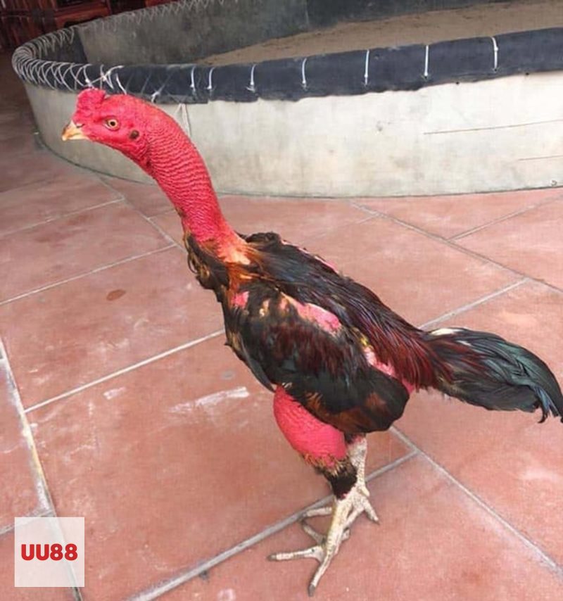 Luật Đá Gà - Bản chất của đá gà miền Bắc Luật Đá Gà - Bản chất của đá gà miền Bắc