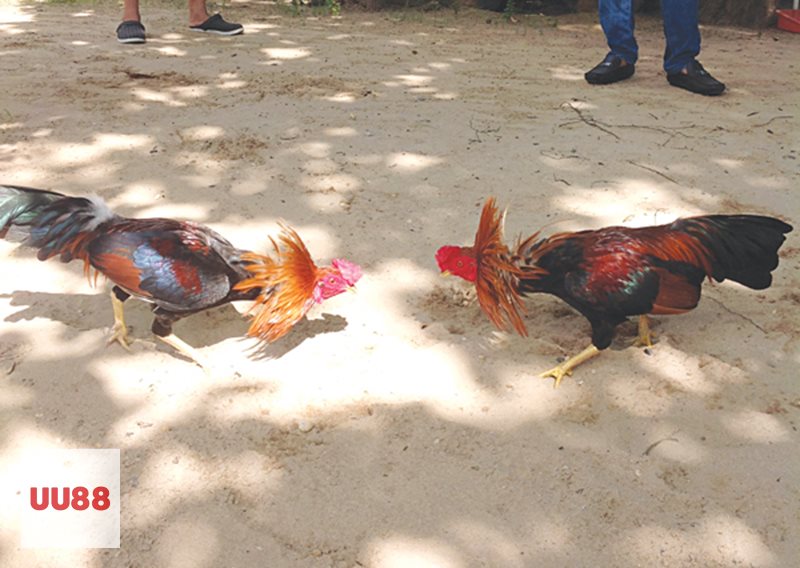 Đá Gà Thomo - Đá gà cựa sắt Đá Gà Thomo - Đá gà cựa sắt